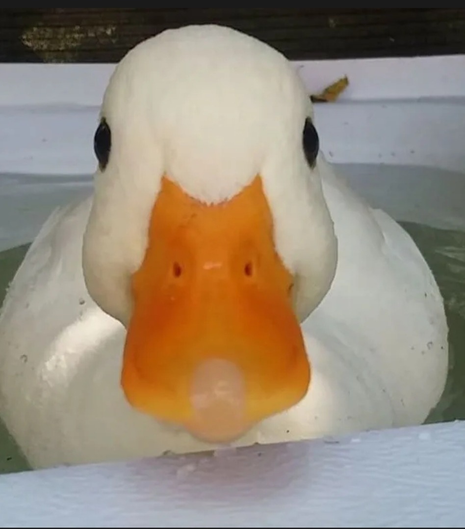 Profil de Larry, 21 ans, Escorte à Schwebach